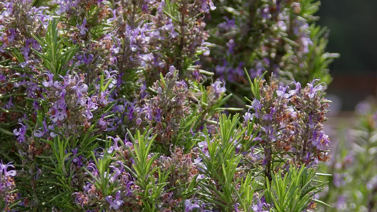 蜜蜂在夏天搜寻花粉视频素材