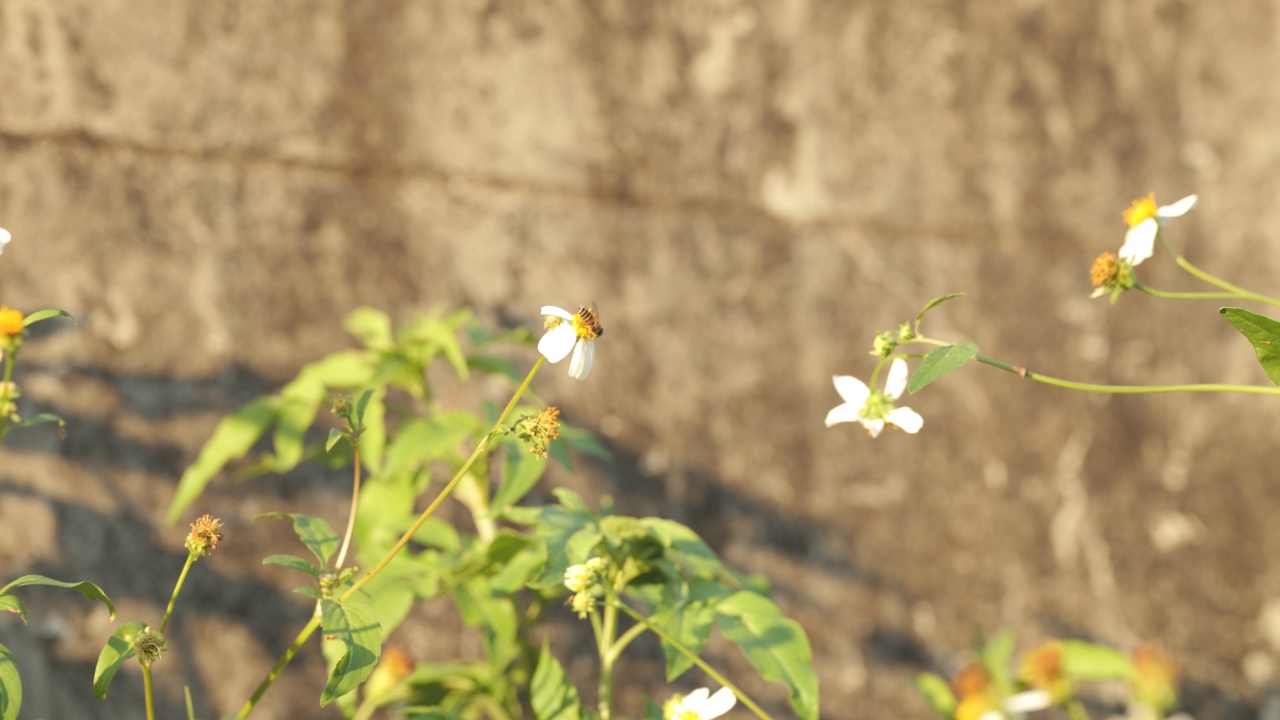 蜜蜂采集花蜜或为雏菊授粉。视频素材