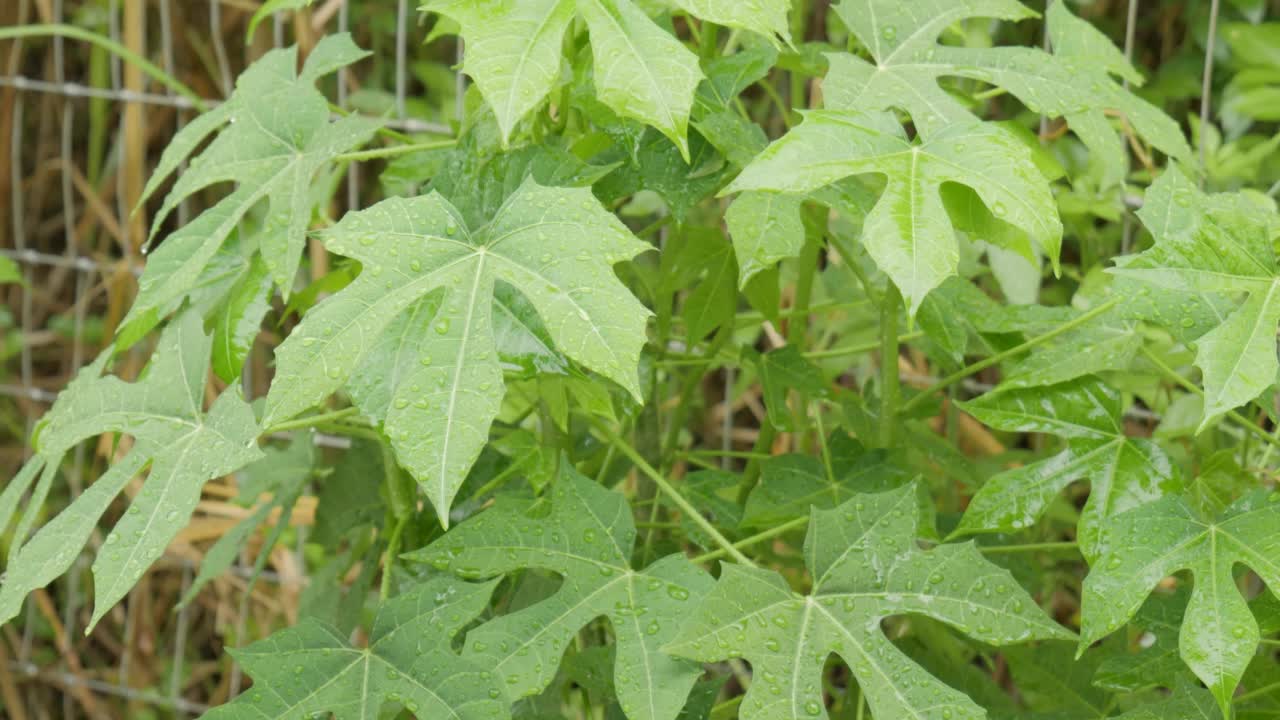 采雅菠菜用雨水浇灌。视频素材