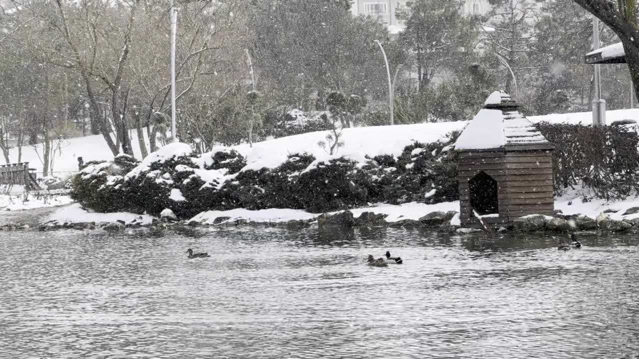 湖和鸭子视频素材