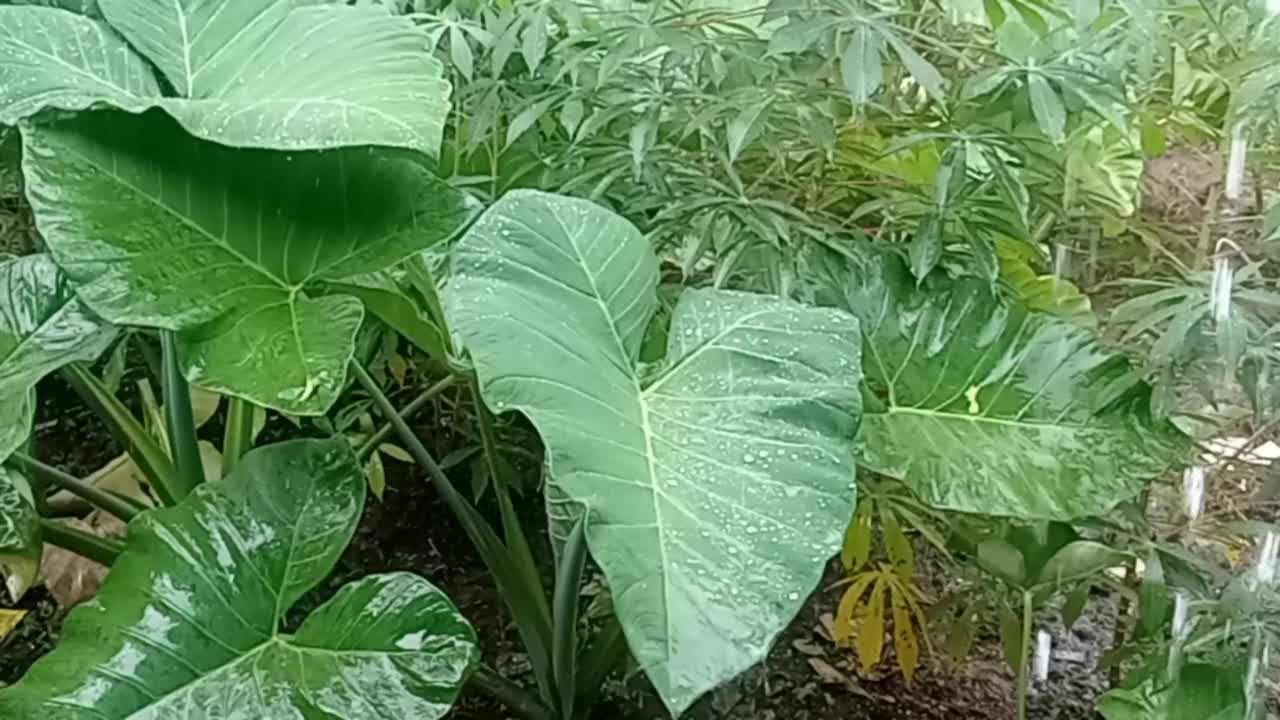 雨滴落在芋头叶子上视频素材