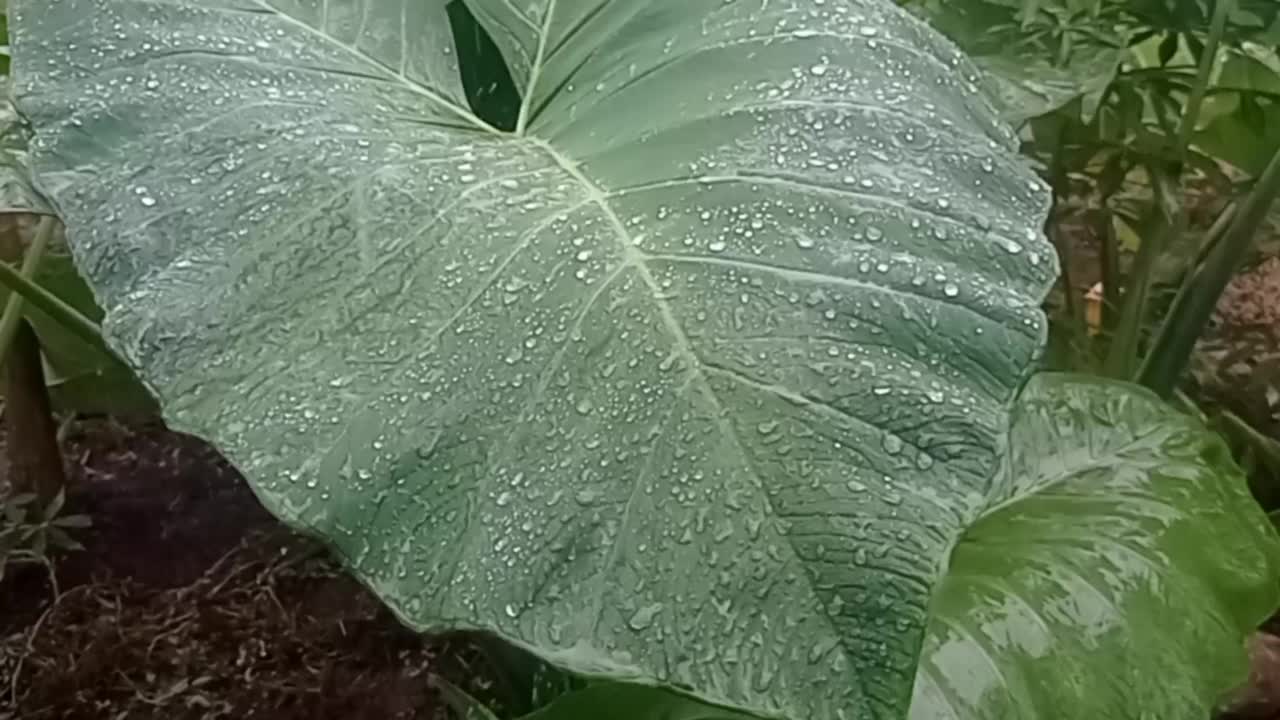 雨滴落在芋头叶子上视频素材