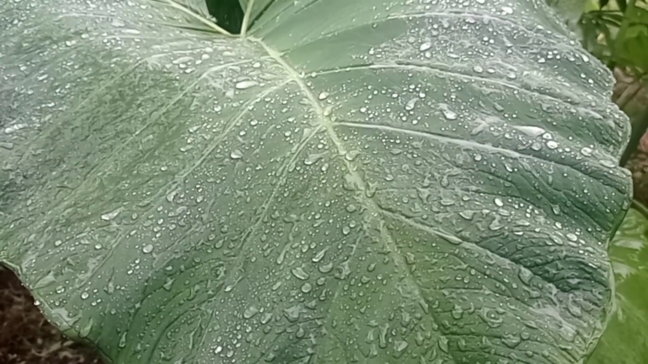 雨滴落在芋头叶子上视频素材