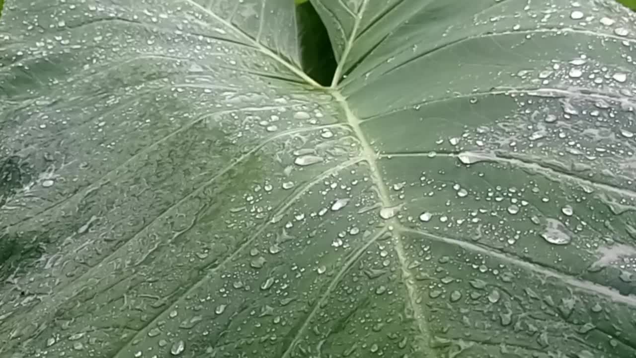 雨滴落在芋头叶子上视频素材