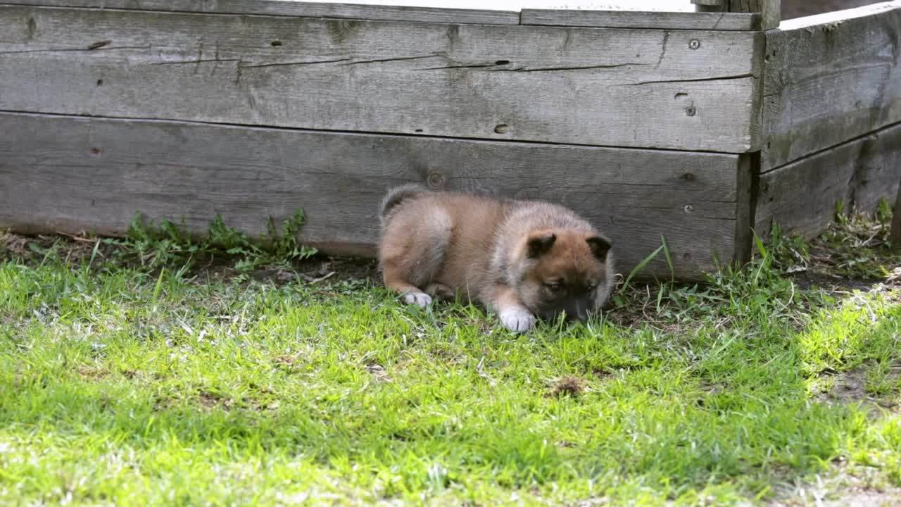 莱卡小狗在乡间的草坪上玩耍。猎犬在幼年时繁殖。视频下载