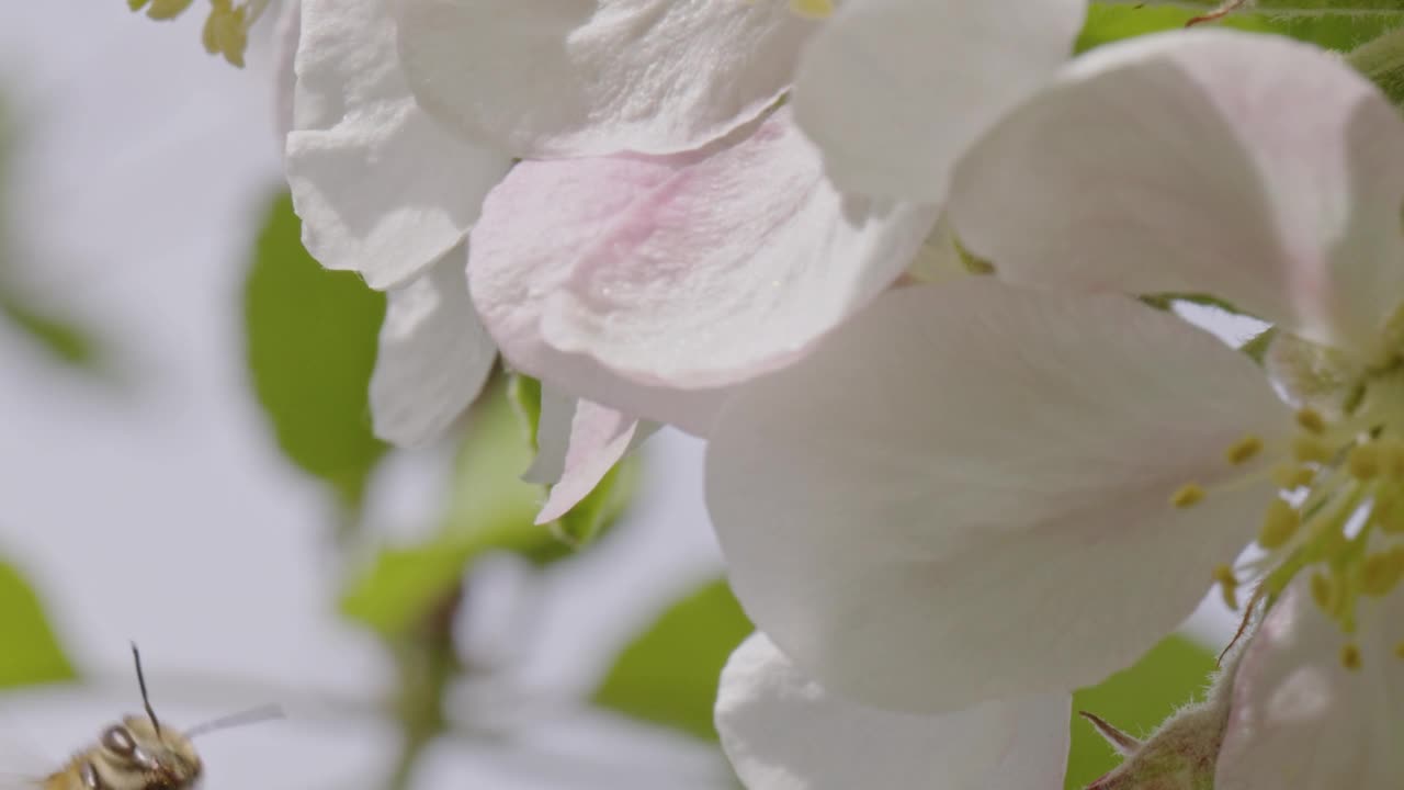 蜜蜂在樱花上的特写镜头。视频素材