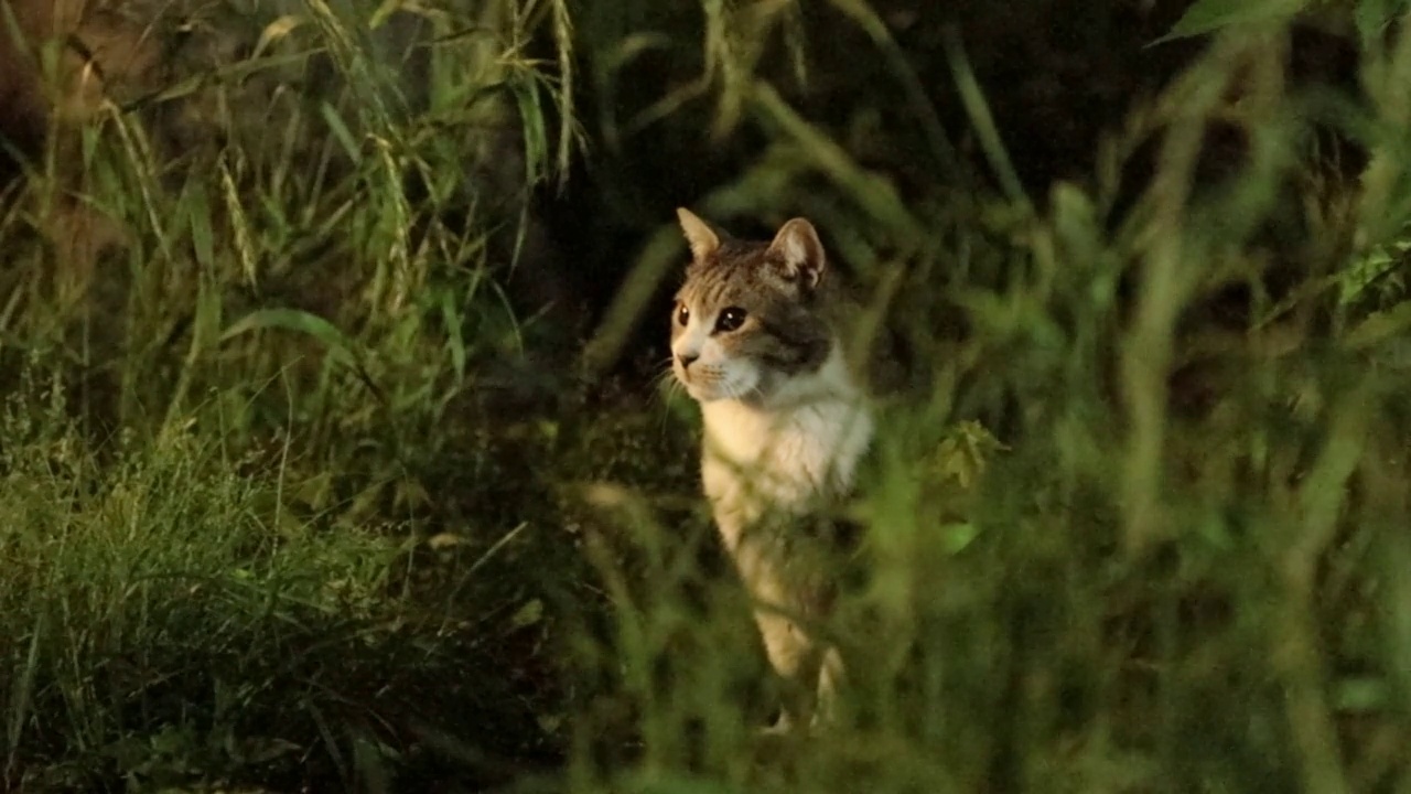 猫视频素材