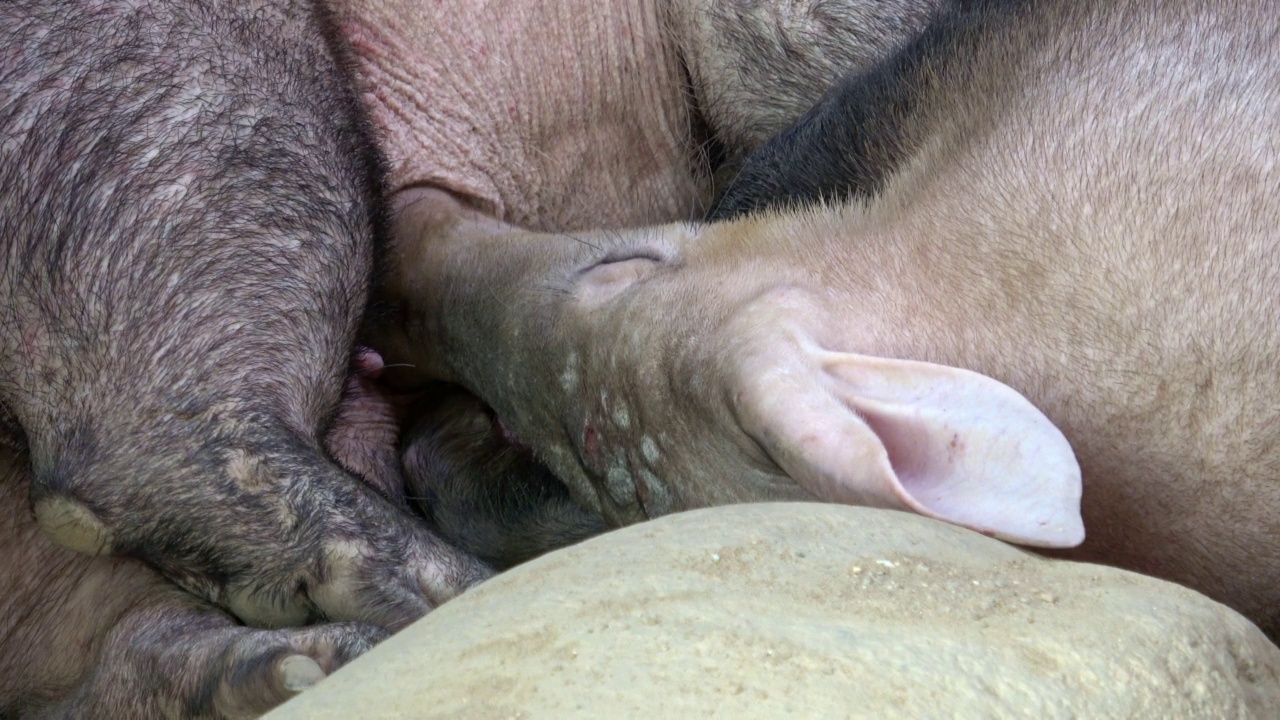 蛇嘴龙在吮吸母亲的乳汁。食蚁兽平躺在地上视频素材