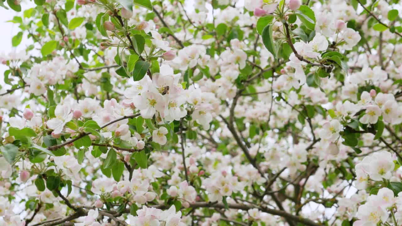 蜜蜂为开花的苹果树授粉。美丽的盛开的粉红色叶子。苹果树枝视频素材