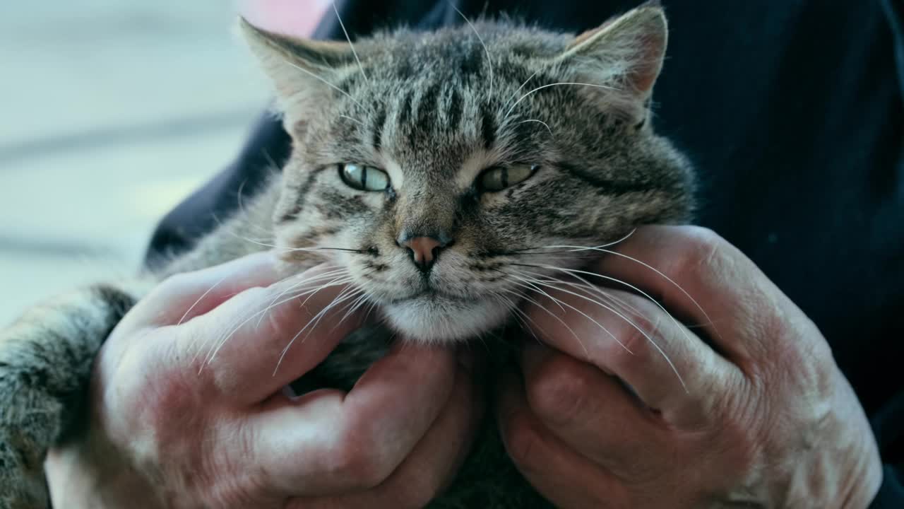 男人双手抚摸着猫的头，友好快乐。猫在主人手中睡着了。有条纹的家猫躺在手上。主人爱抚宠物，毛茸茸的猫愉快地咕噜咕噜叫。慢镜头特写视频素材