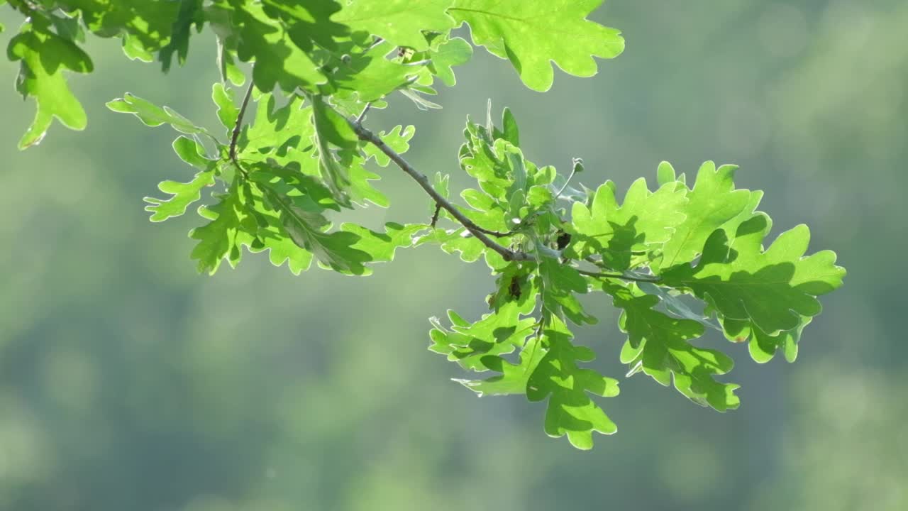 树上的绿叶随风摇曳，倒映在水中，阳光透过树叶照射进来。夏季或春季早晨的河面。森林中自然的宁静与自然之美。景观视频素材