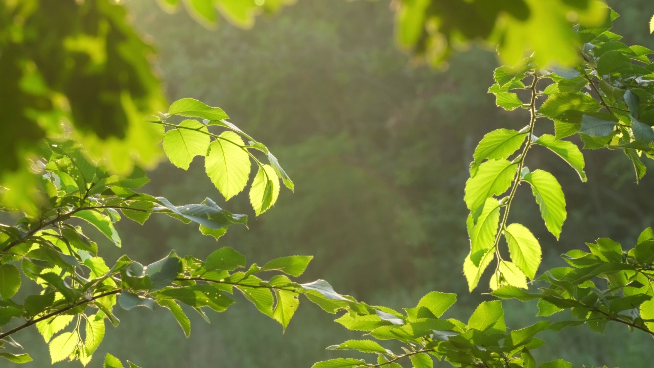 树上的绿叶随风摇曳，倒映在水中，阳光透过树叶照射进来。夏季或春季早晨的河面。森林中自然的宁静与自然之美。景观视频素材