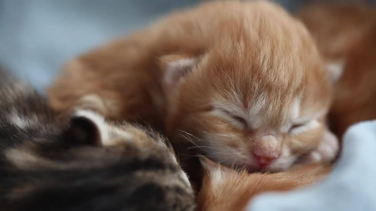 可爱的生姜新生小猫睡觉，宏视频素材