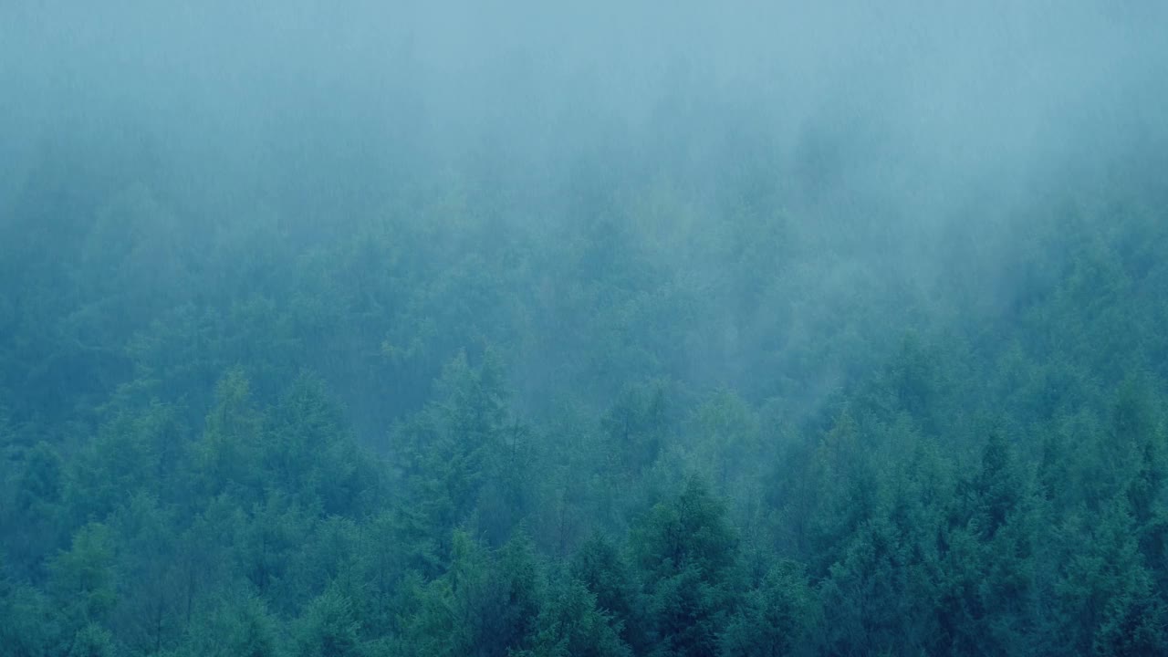 森林山坡上的雨幕视频素材