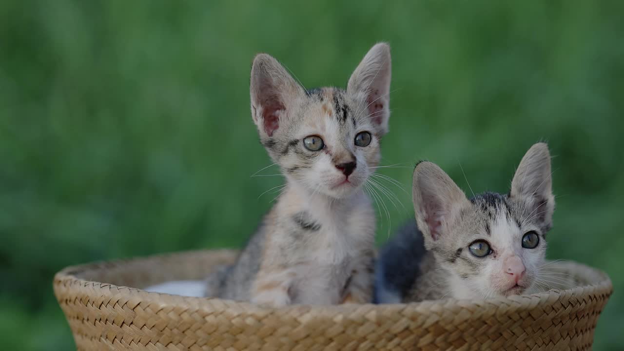 慢动作特写可爱的家猫坐在篮子里。视频素材