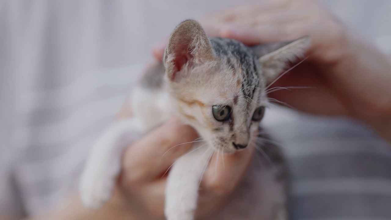 慢动作拍摄的特写可爱的家猫拥抱在女人的手掌。视频素材