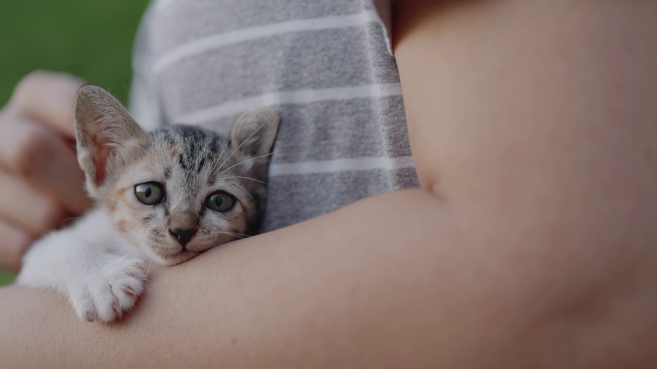 慢动作镜头的特写可爱的家猫拥抱在女人的手臂上。视频素材