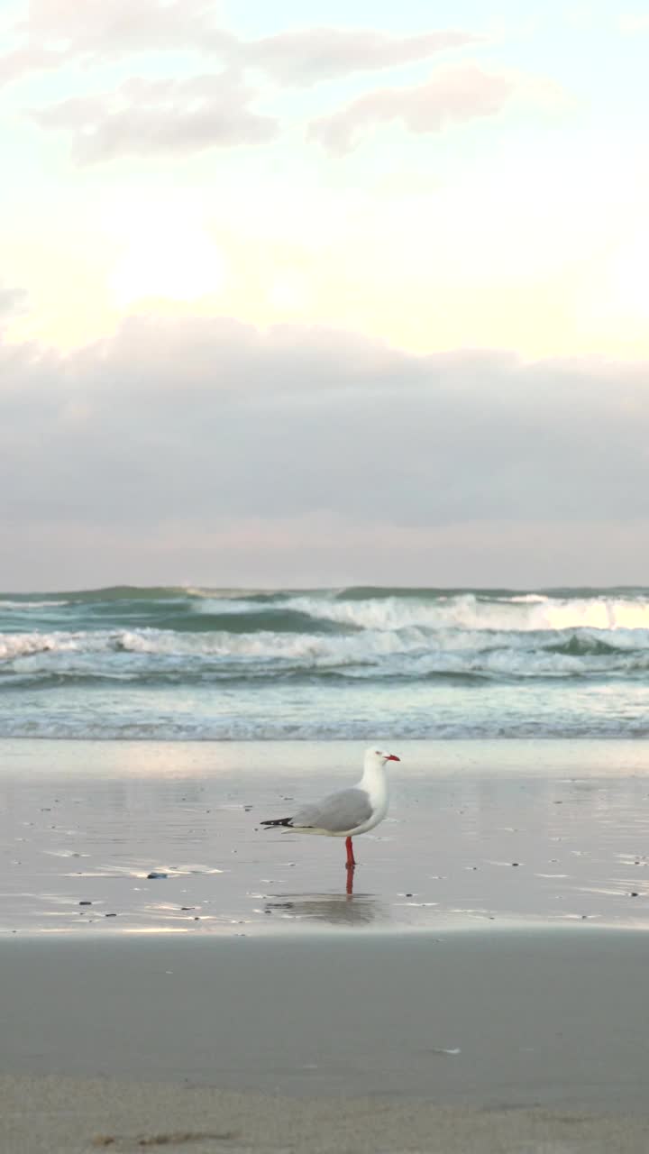 海鸥，海浪，海滩和天空澳大利亚垂直视频视频素材