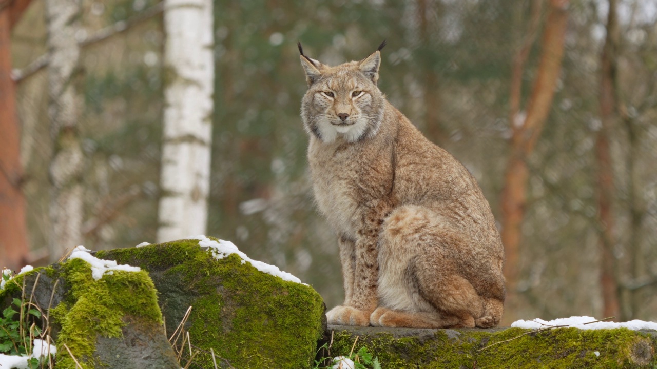 冬天的欧洲猞猁(Lynx Lynx)视频素材