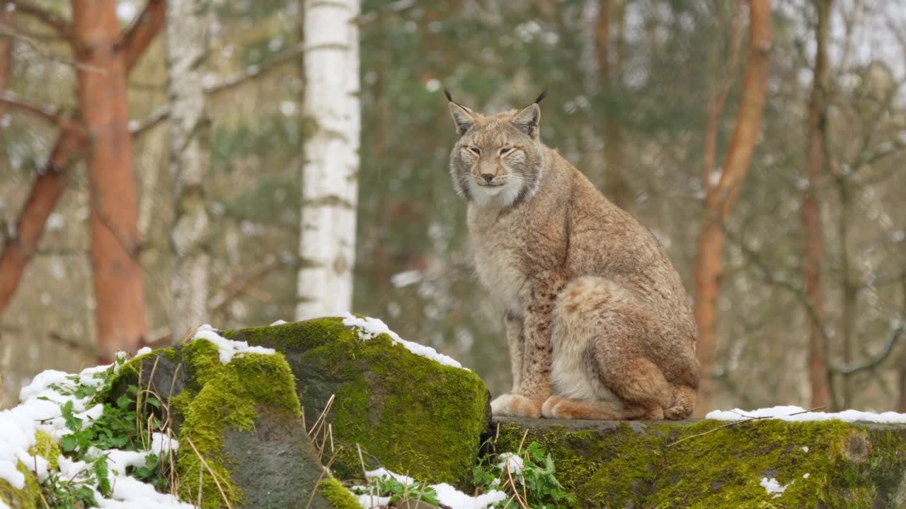 冬天的欧洲猞猁(Lynx Lynx)视频素材