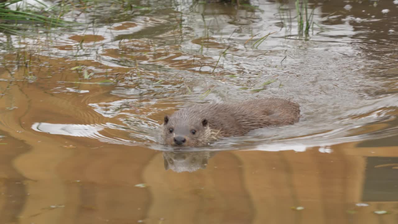 欧洲水獭(Lutra Lutra)，游泳视频素材