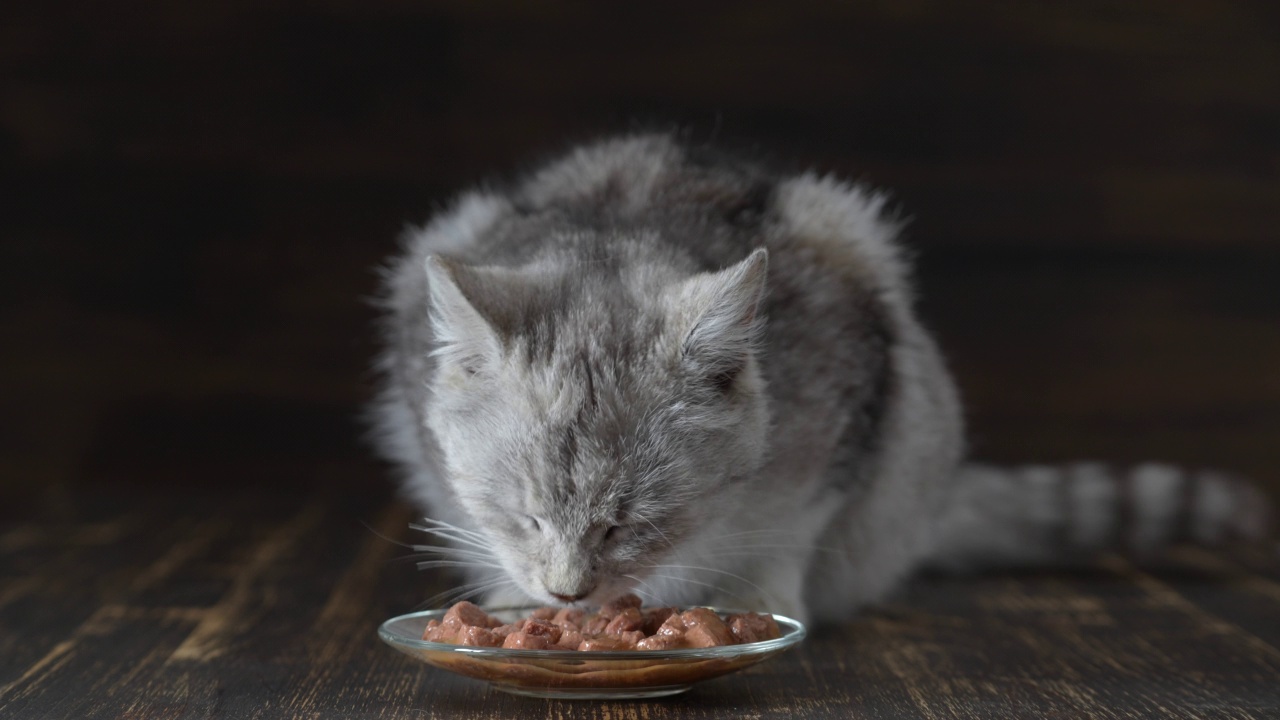 可爱的灰色猫吃盘子里的湿食物，近距离观察视频素材