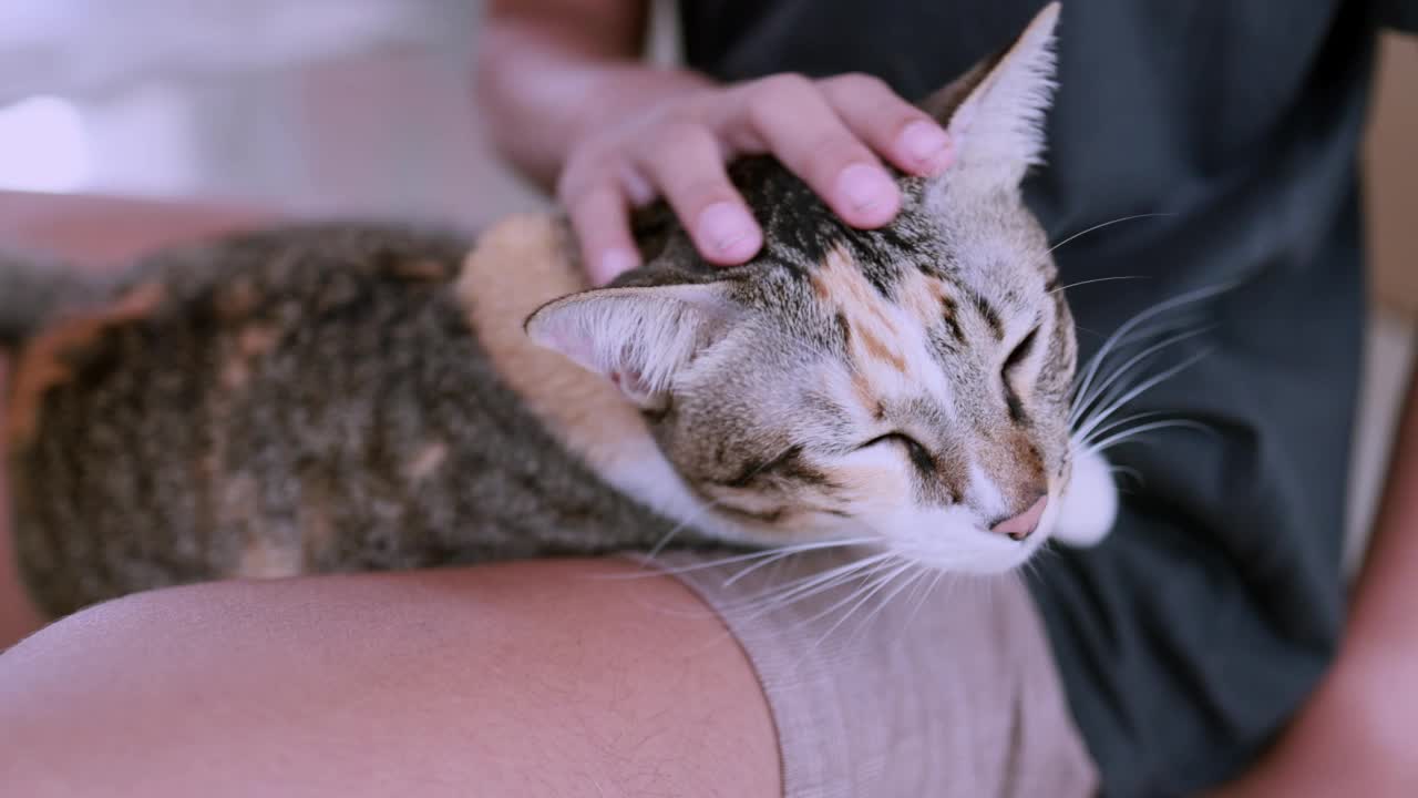 短毛猫快乐和感觉舒适的人的手抚摸猫的头，可爱的动物或宠物的概念视频素材