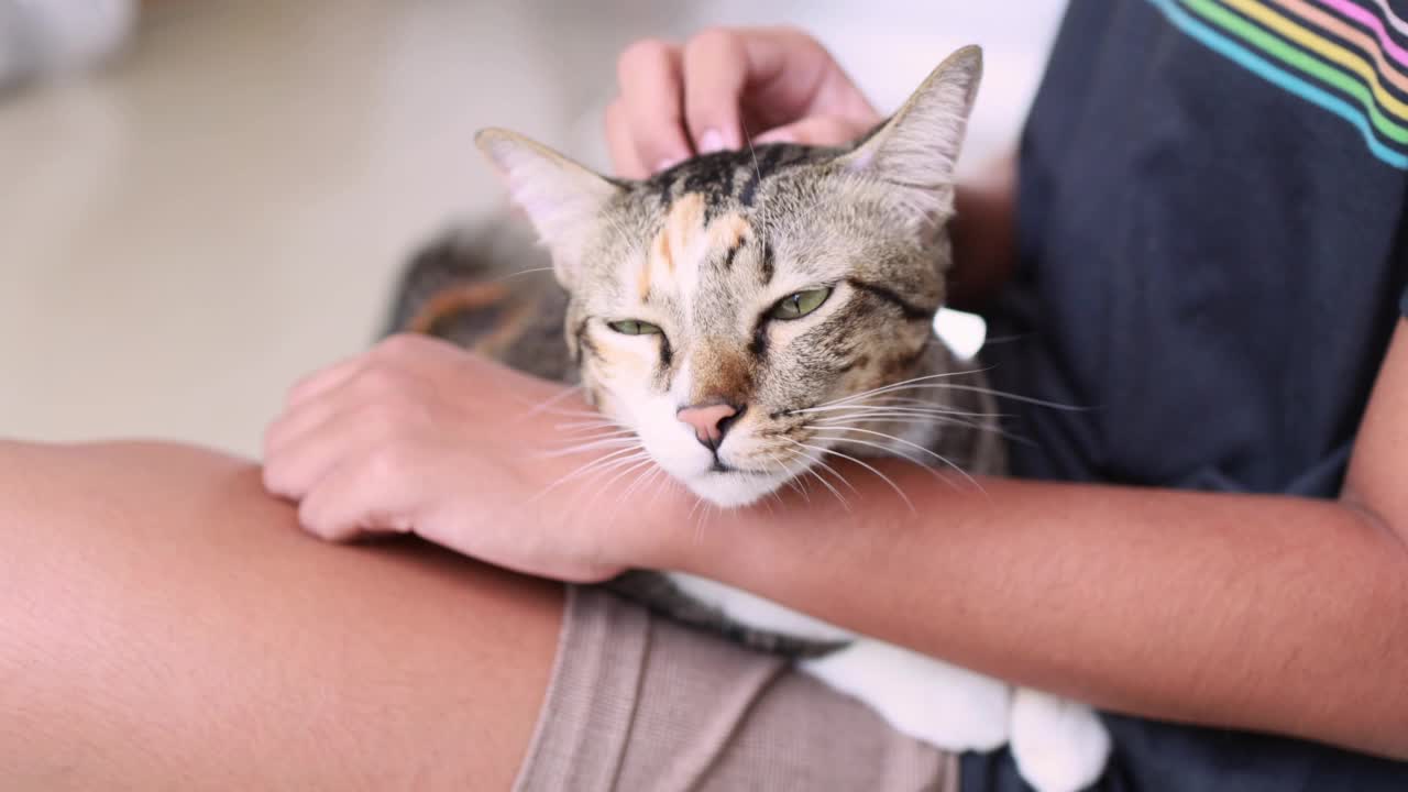 短毛猫快乐和感觉舒适的人的手抚摸猫的头，可爱的动物或宠物的概念视频素材