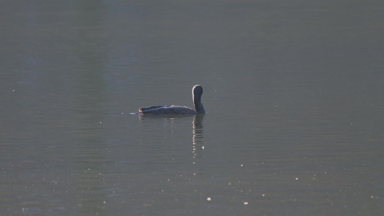 大黑鸬鹚(Phalacrocorax carbo)，在水中视频素材