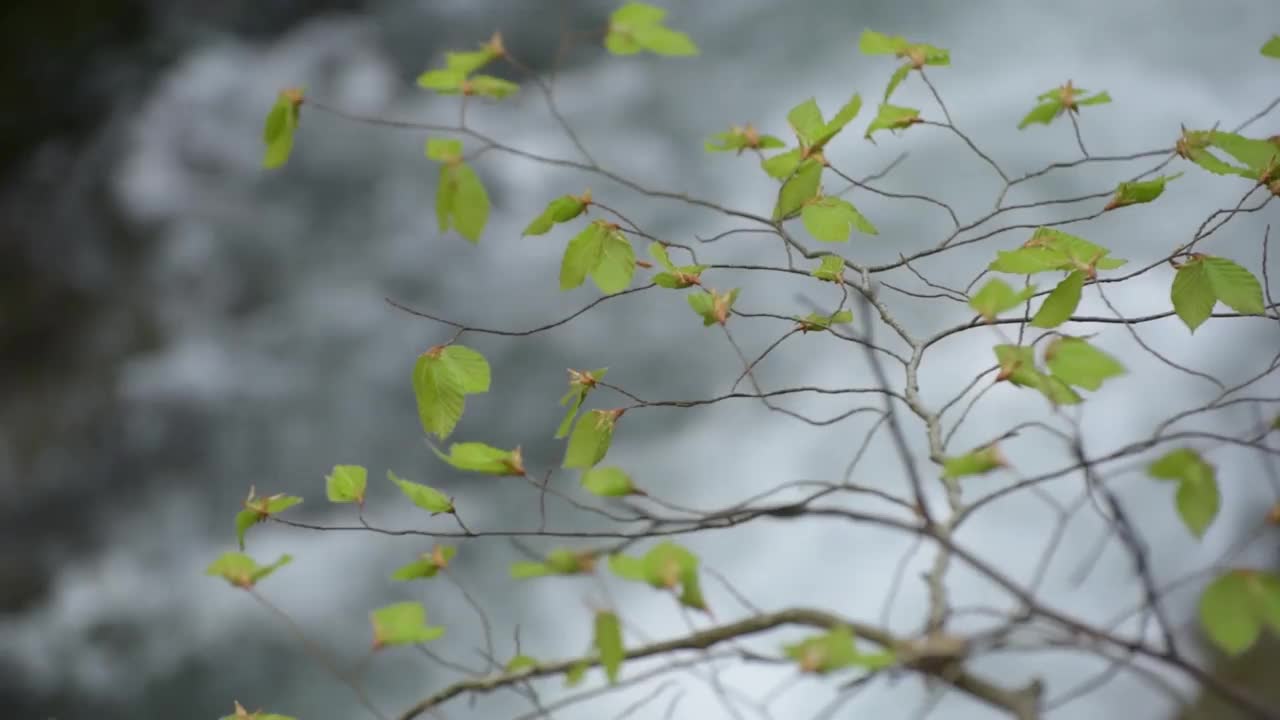 春天山林里的暴风雨瀑布视频素材