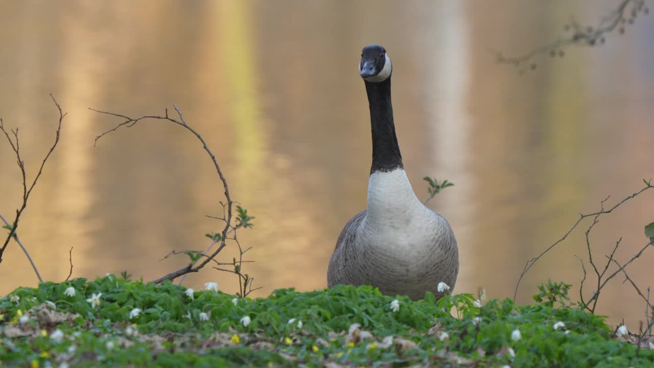 加拿大鹅，Branta canadensis，在春天视频素材