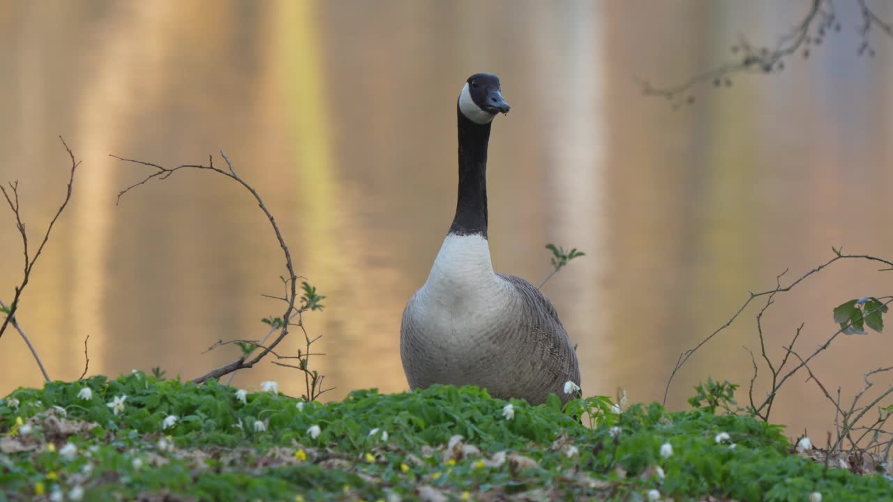 加拿大鹅，Branta canadensis，在春天视频素材