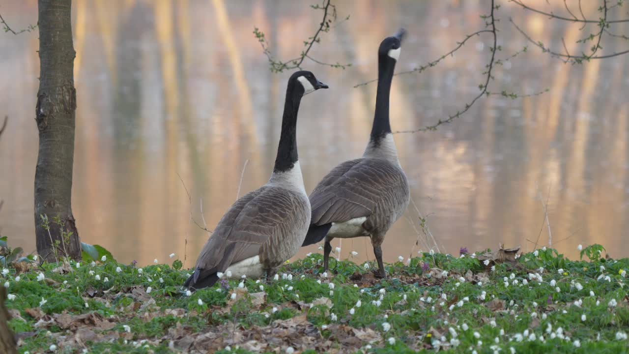 加拿大鹅，Branta canadensis，在春天成对视频素材