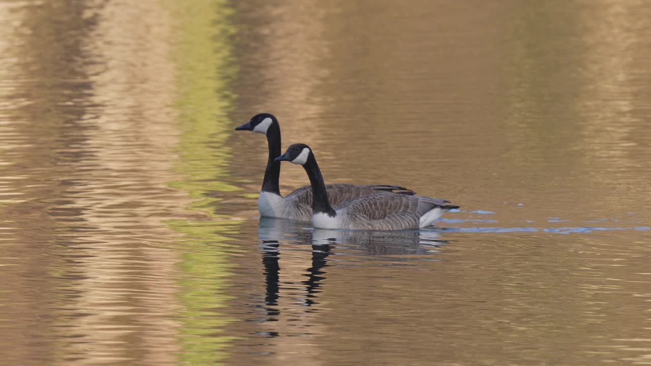 加拿大鹅，Branta canadensis，在春季游泳成对视频素材