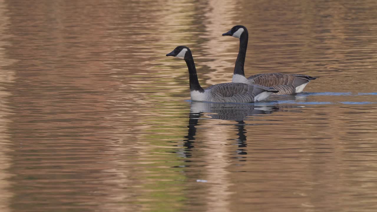 加拿大鹅，Branta canadensis，在春季游泳成对视频素材