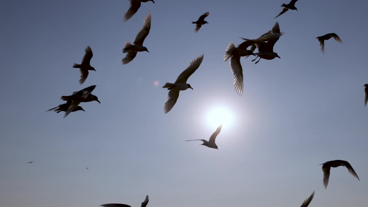 一群海鸥在天空中飞翔，在海面上视频素材