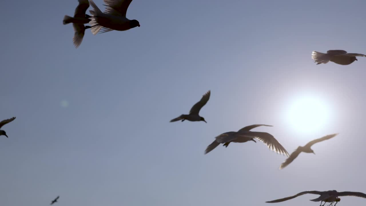 一群海鸥在海上的天空上飞翔视频素材