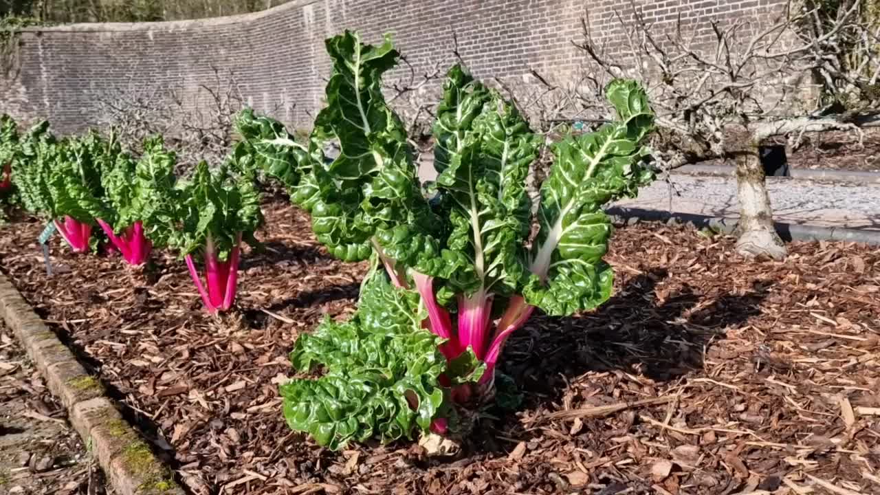 甜菜大黄视频素材