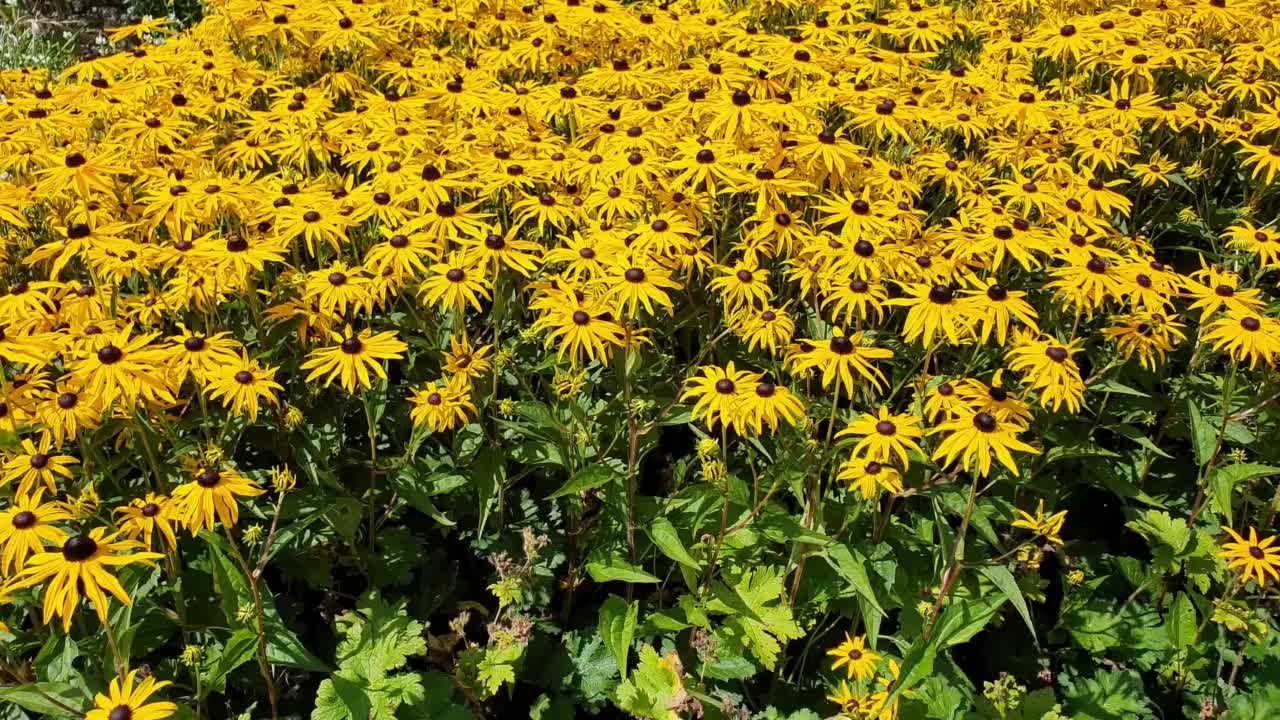 Rudbeckia Fulgida是sullivantii'Goldsturm'视频下载