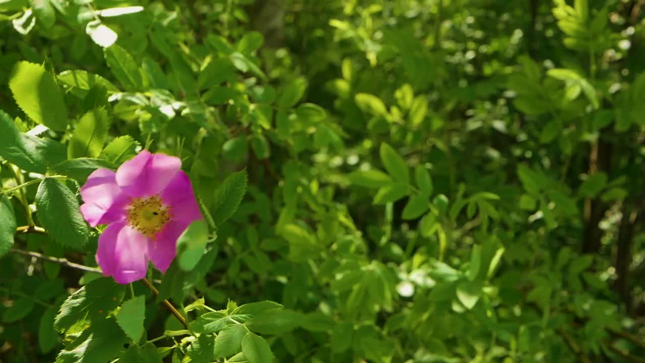 治疗玫瑰果。一朵花在风中摇曳。盛开的玫瑰果。树枝上美丽的粉红色花。自然背景视频素材