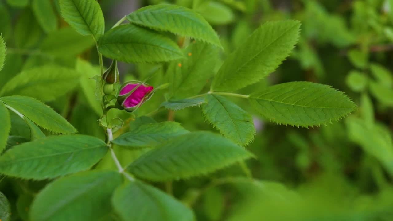 在分枝上闭合的蔷薇果花。盛开的玫瑰果。视频素材