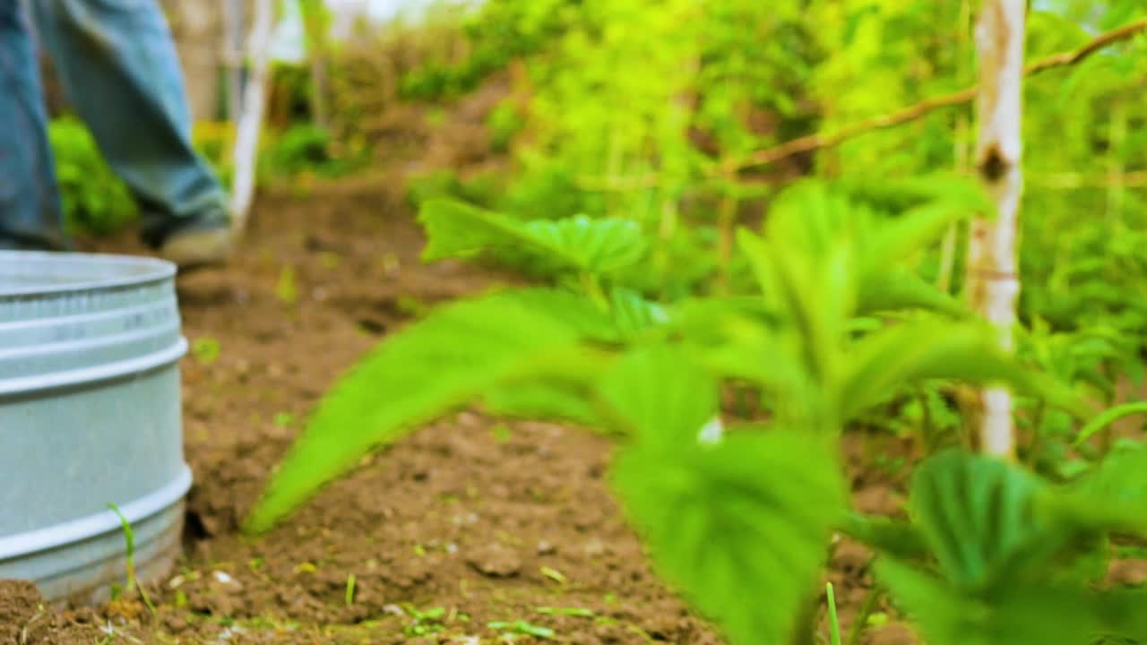 这个农民种草莓，草莓的叶子。一位农民在草莓种植园工作视频素材