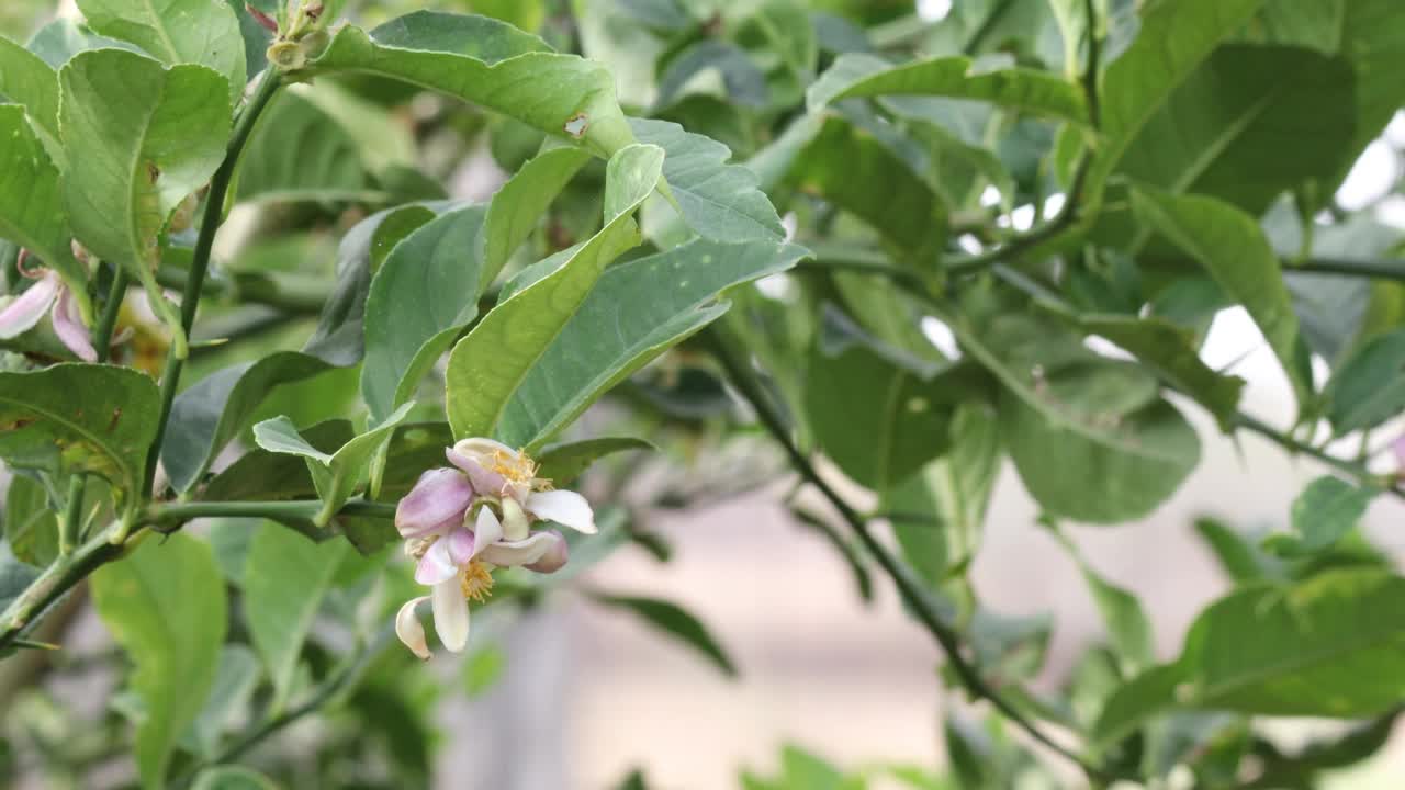 花蕾上有白色的柠檬花视频素材