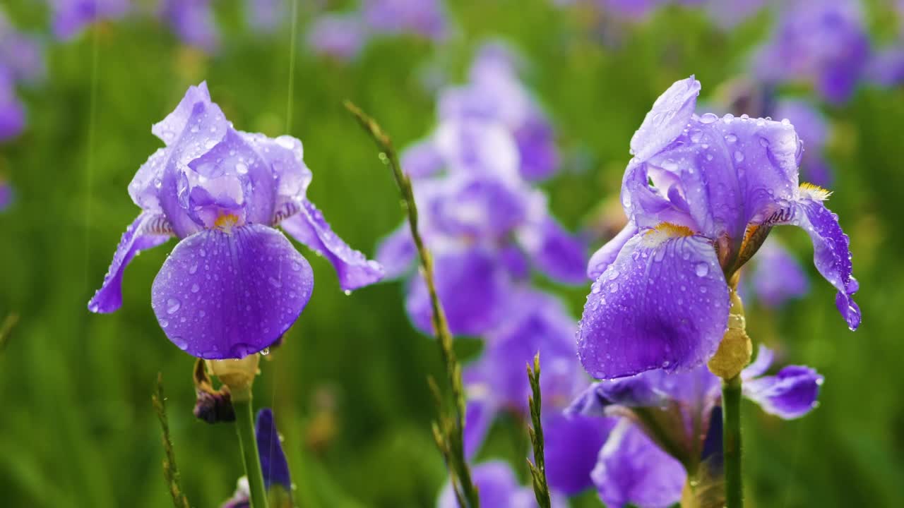 美丽的紫色小花在花园里下雨时，雨滴滴在花上，紫丁香花的背景视频素材