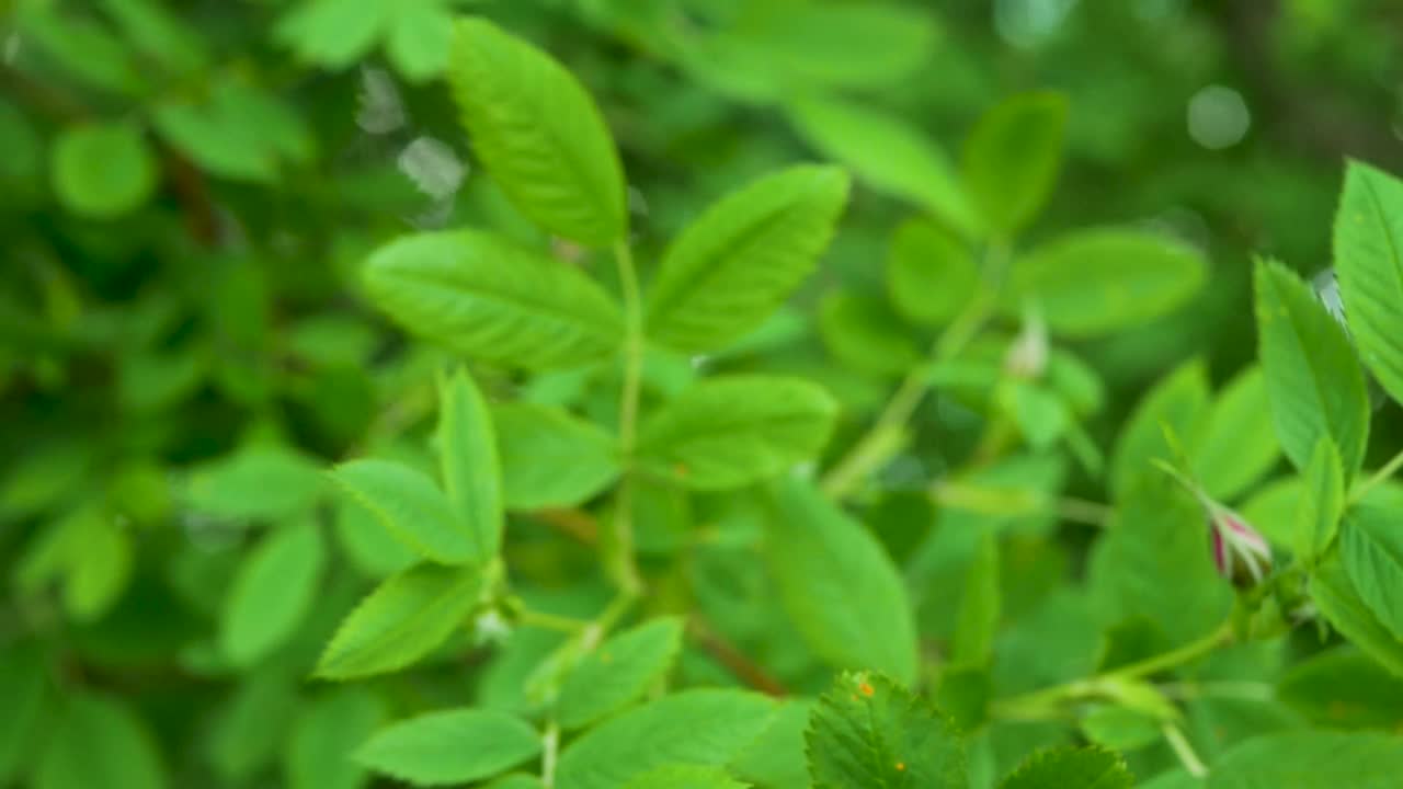 花园里春天盛开的玫瑰花丛视频素材