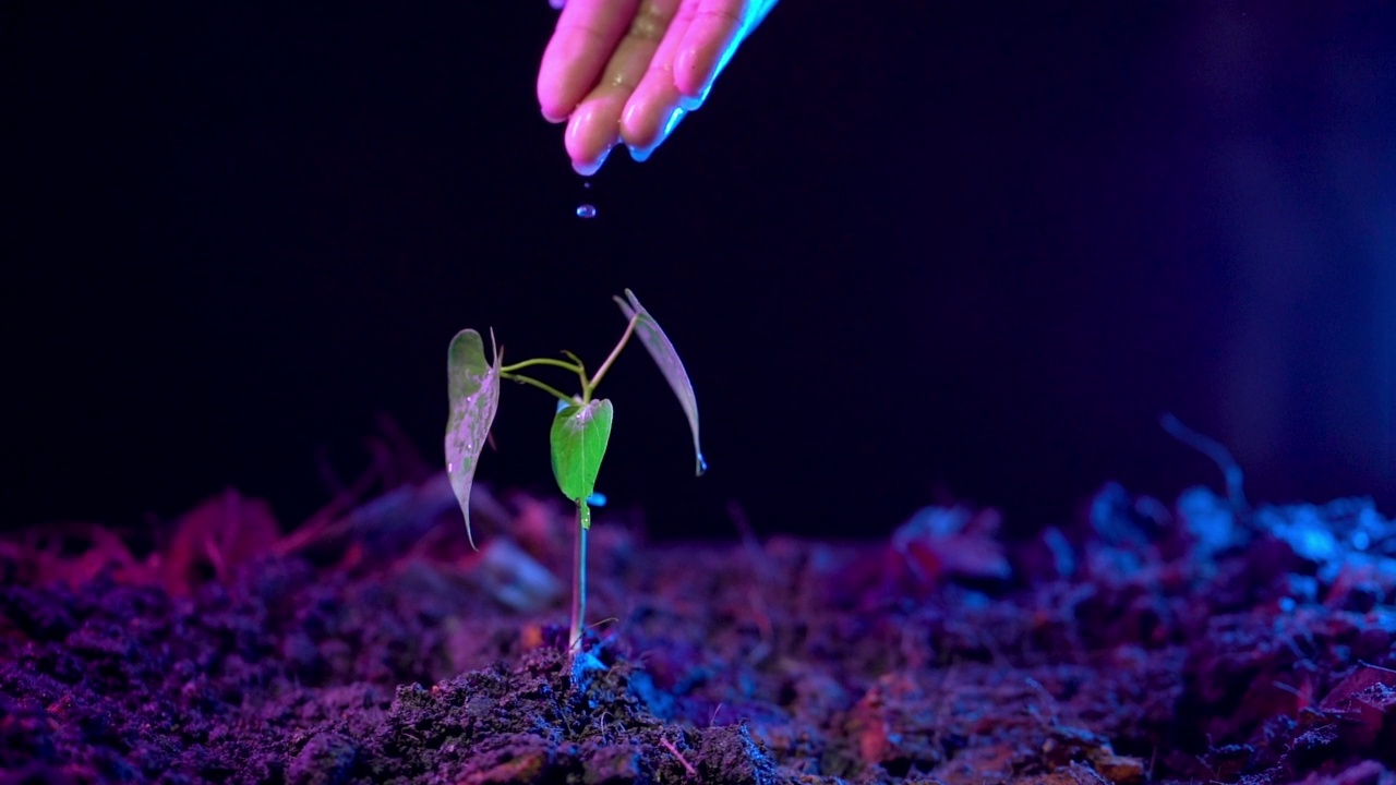 慢动作特写女人手浇小植物。视频素材