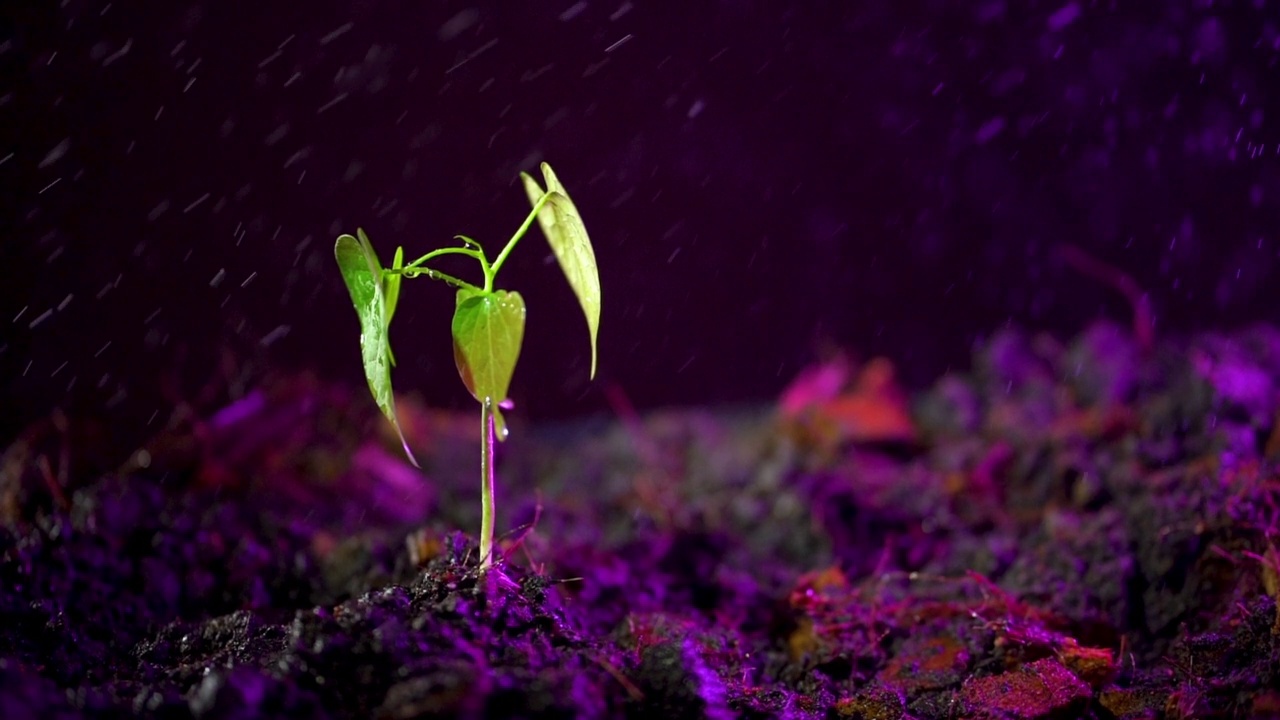 对植物进行近距离喷水。给植物浇水。视频素材