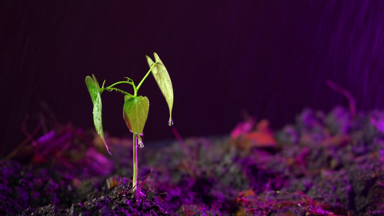 对植物进行近距离喷水。给植物浇水。视频素材