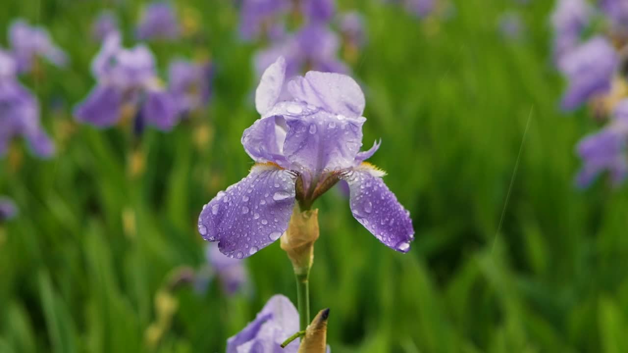 雨淋在花园里一朵美丽的花上。紫花近照视频素材