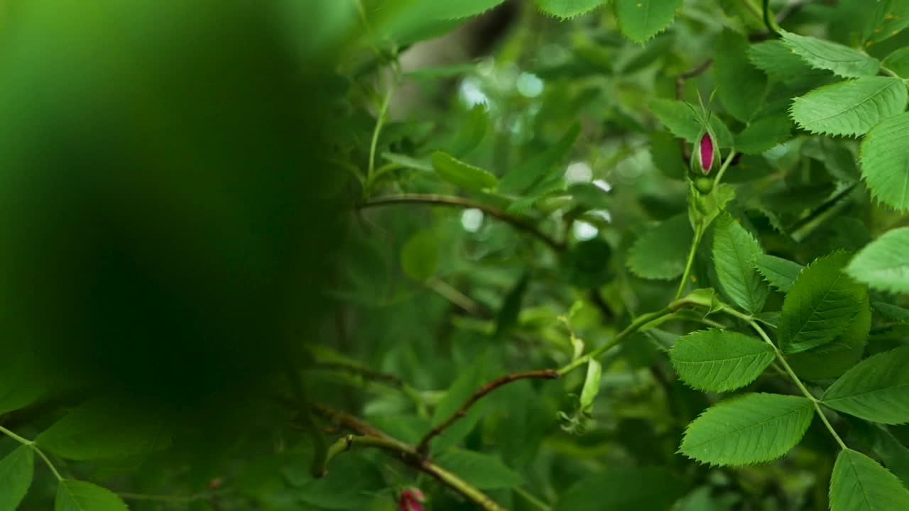 盛开的玫瑰花瓣随风摇曳，玫瑰花瓣随风摇曳的慢动作。视频素材